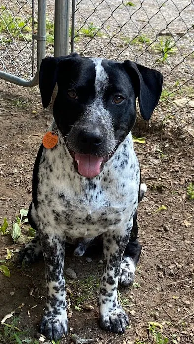 Bartlesville Animal Hospital & Boarding Kennel Picture 8