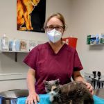 4 The Animals Veterinary Clinic