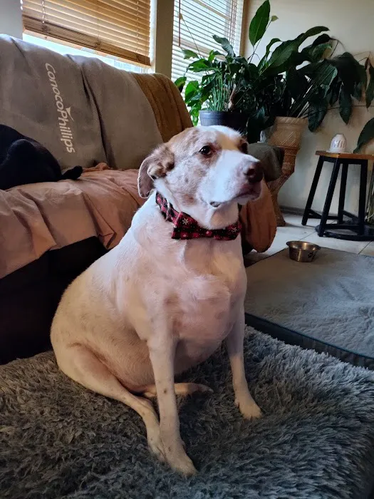 4 The Animals Veterinary Clinic Picture 6