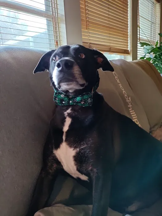 4 The Animals Veterinary Clinic Picture 5