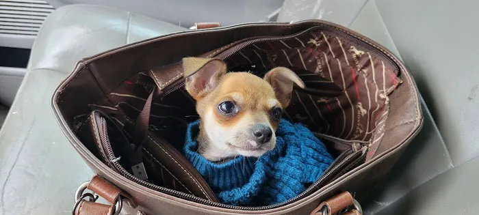 4 The Animals Veterinary Clinic Picture 3