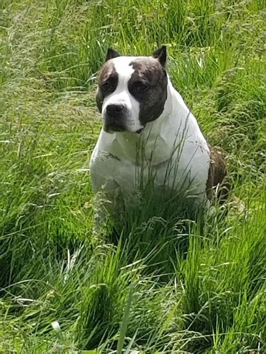 4 The Animals Veterinary Clinic Picture 7