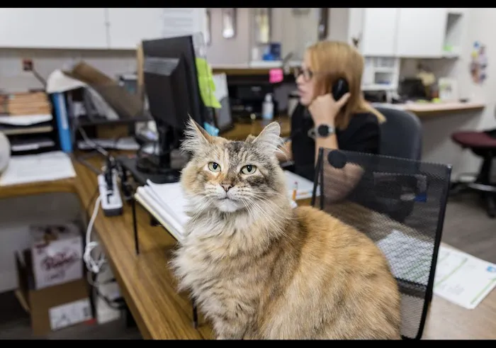 4 The Animals Veterinary Clinic Picture 8