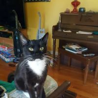 Manley Joel a DVM ico