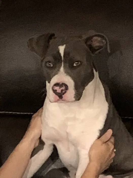 Manley Joel a DVM Picture 4