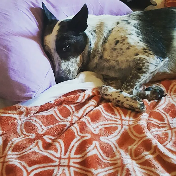 Manley Joel a DVM Picture 6