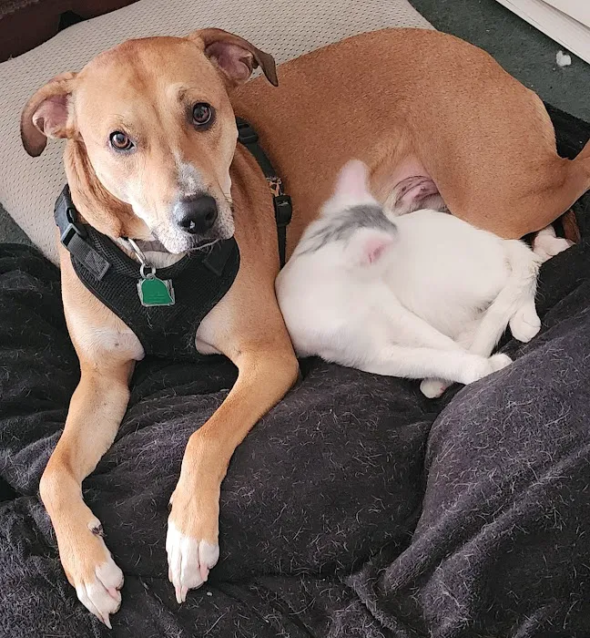 Manley Animal Hospital Picture 6