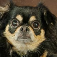 Madison Pet Clinic ico