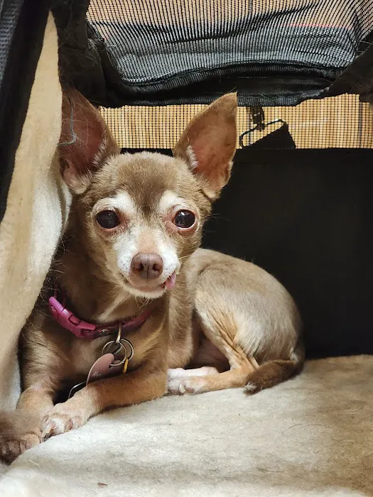 Madison Pet Clinic Picture 2