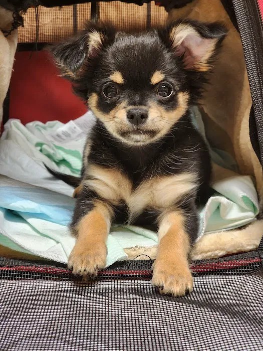 Madison Pet Clinic Picture 7