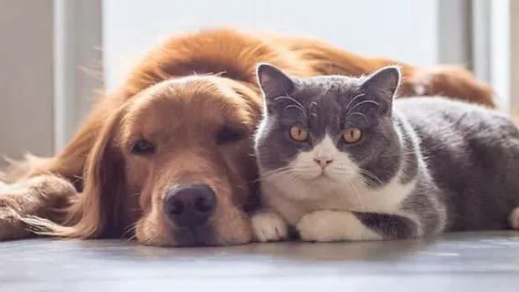 Madison Pet Clinic Picture 4