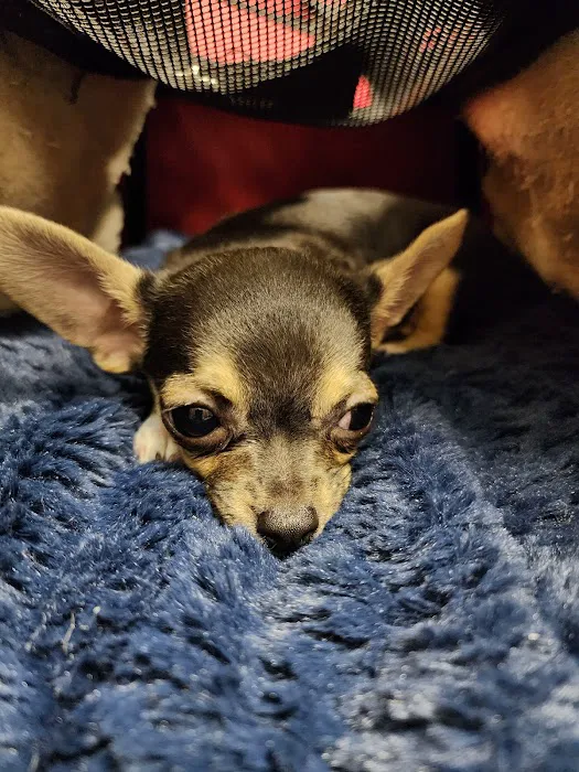 Madison Pet Clinic Picture 5