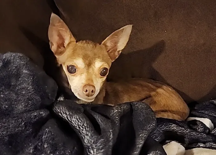 Madison Pet Clinic Picture 3