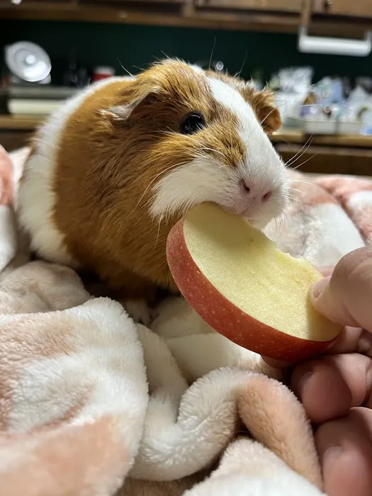 Hooves Paws & Claws Picture 1