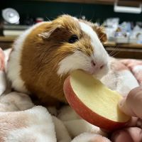 Hooves Paws & Claws ico