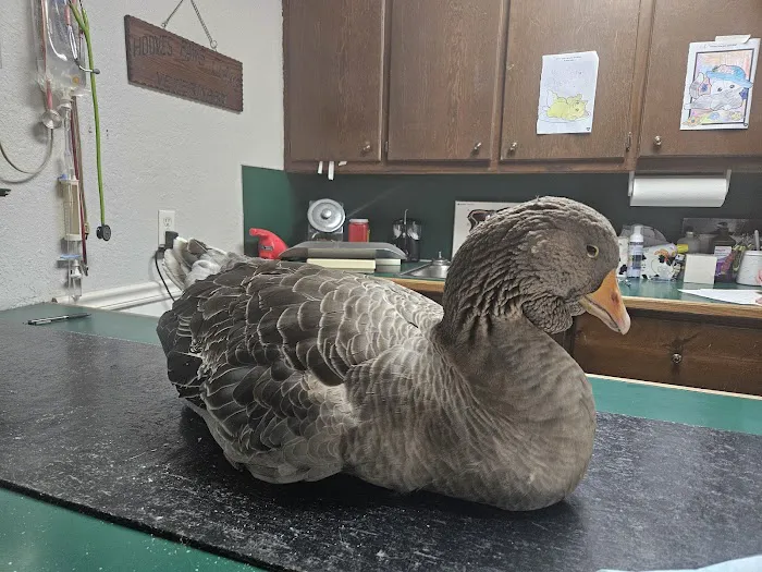 Hooves Paws & Claws Picture 3