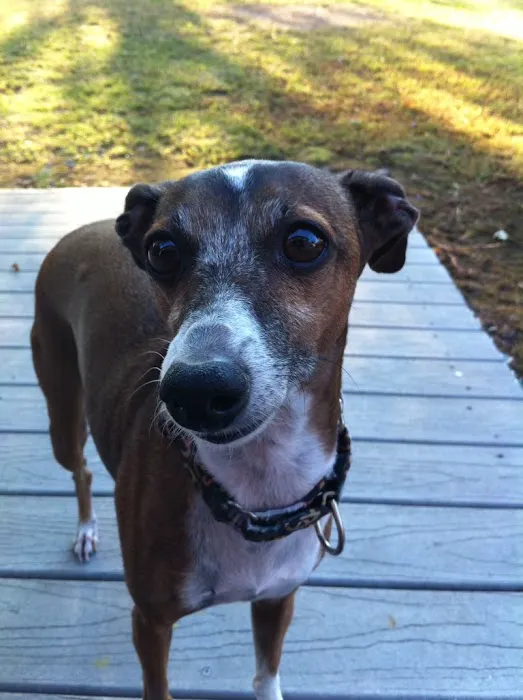 Hooves Paws & Claws Picture 6