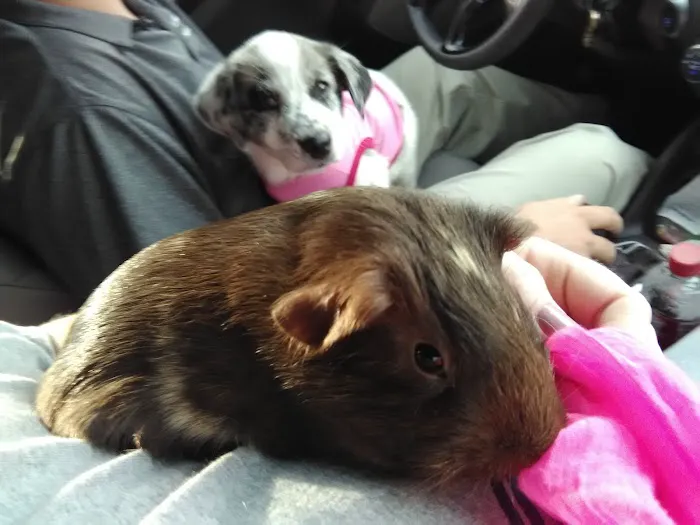 Hooves Paws & Claws Picture 4