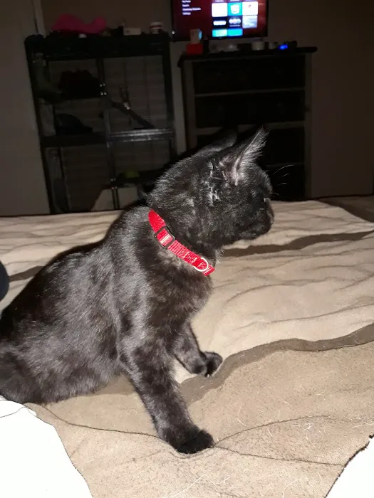 Hooves Paws & Claws Picture 7