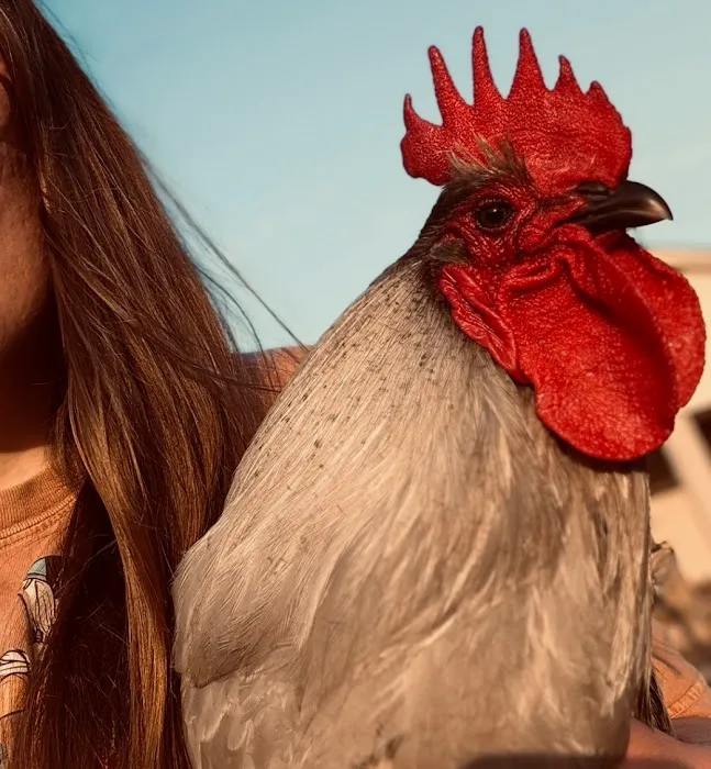 Hooves Paws & Claws Picture 5