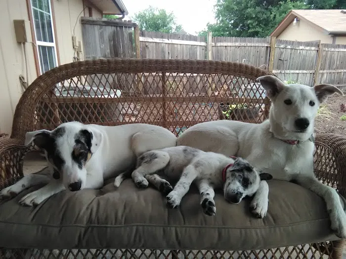 Hooves Paws & Claws Picture 8