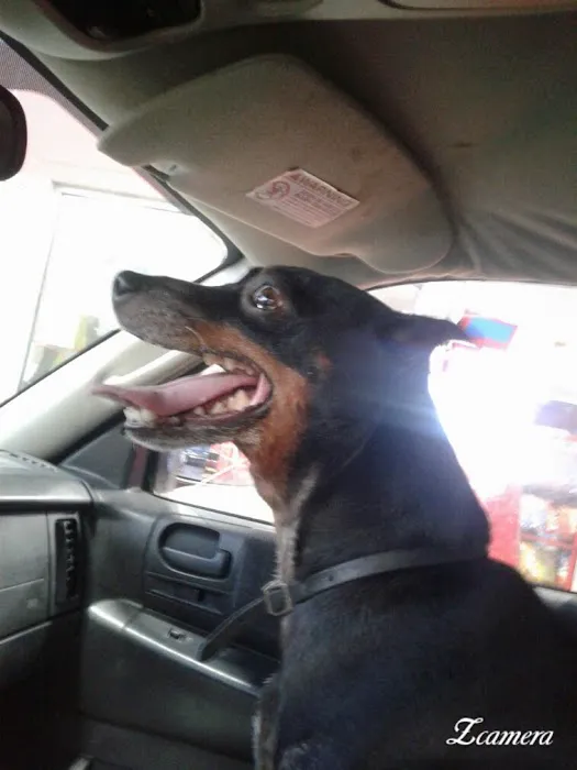 Catoosa Small Animal Hospital: Embry Laura DVM Picture 1