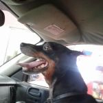 Catoosa Small Animal Hospital: Embry Laura DVM