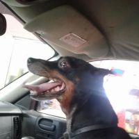 Catoosa Small Animal Hospital: Embry Laura DVM ico