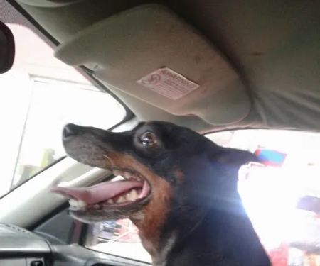 Catoosa Small Animal Hospital: Embry Laura DVM