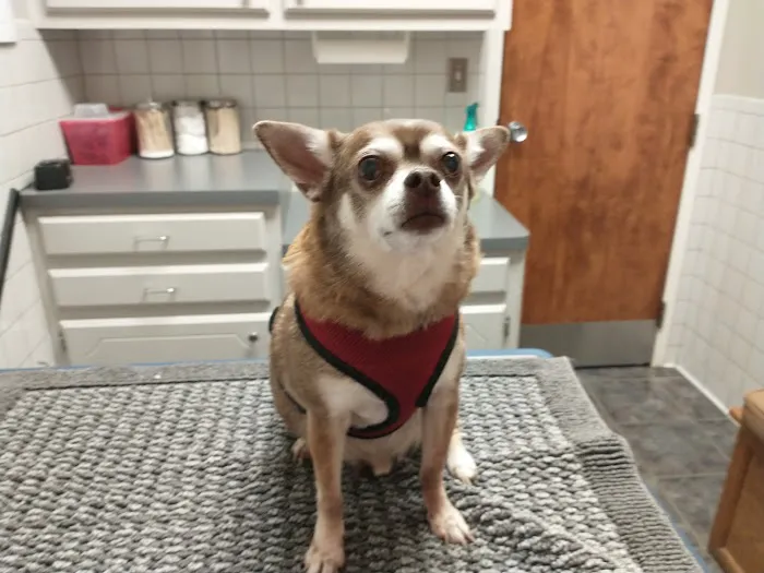 Eastside Veterinary Hospital Picture 2