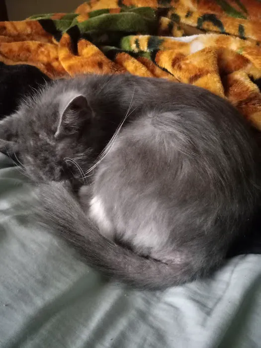 Eastside Veterinary Hospital Picture 1