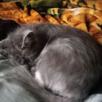 Eastside Veterinary Hospital ico