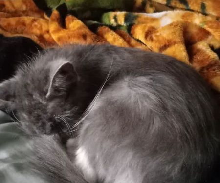 Eastside Veterinary Hospital