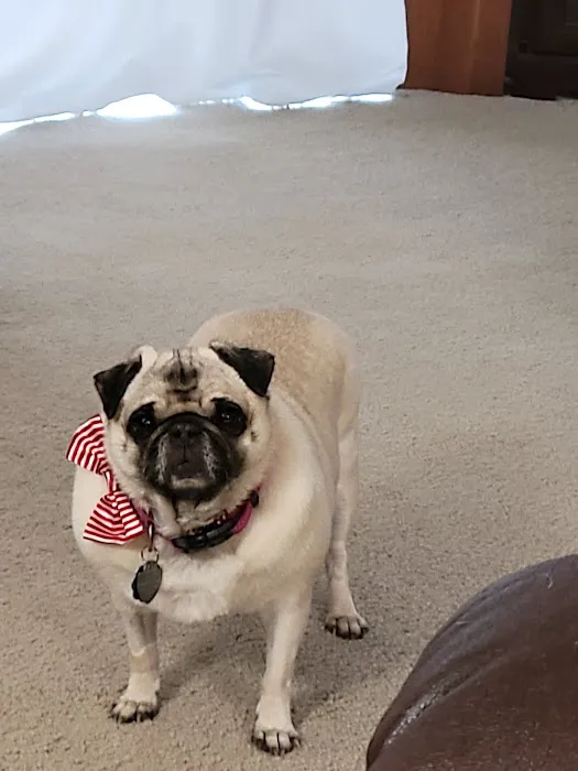 Eastside Veterinary Hospital Picture 6