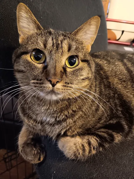 VCA Collinsville Animal Hospital Picture 1