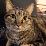 VCA Collinsville Animal Hospital