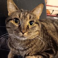 VCA Collinsville Animal Hospital ico