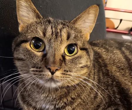 VCA Collinsville Animal Hospital