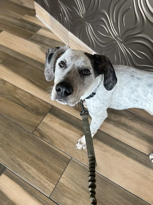 Family Animal Medicine Picture 1