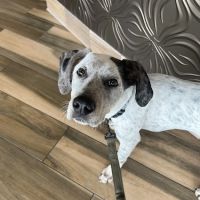 Family Animal Medicine ico