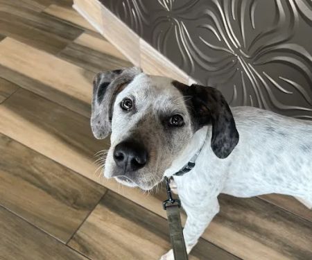 Family Animal Medicine