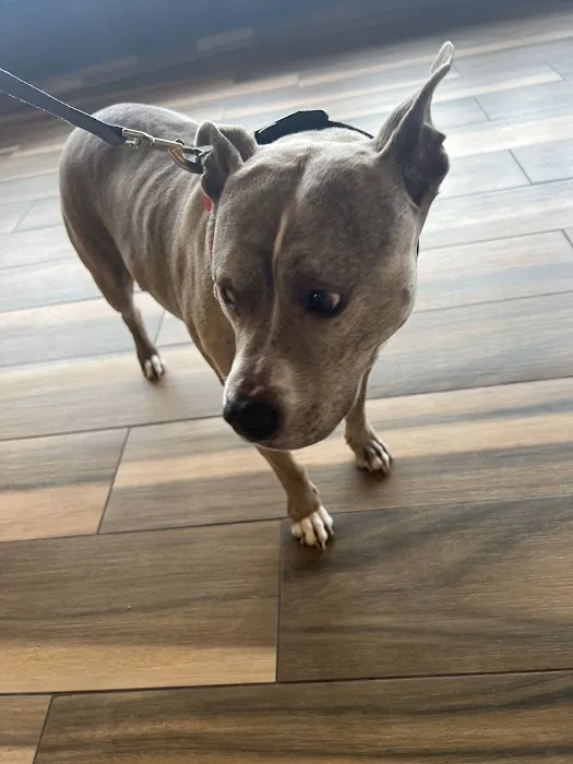 Family Animal Medicine Picture 4