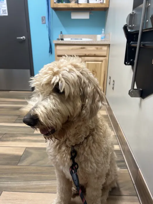 Family Animal Medicine Picture 2