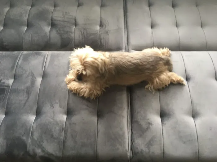 Family Animal Medicine Picture 10