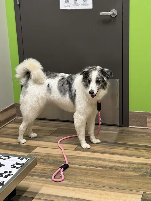 Family Animal Medicine Picture 8