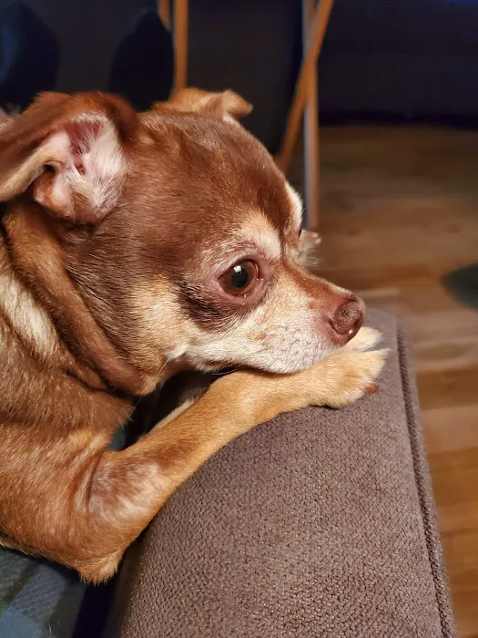 Banfield Pet Hospital Picture 1