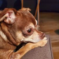 Banfield Pet Hospital ico