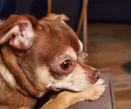 Banfield Pet Hospital