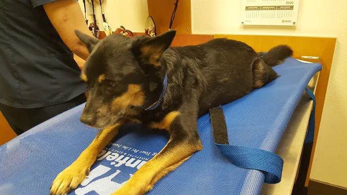 Banfield Pet Hospital Picture 4