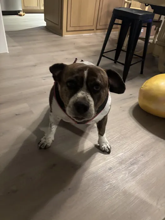 Banfield Pet Hospital Picture 6